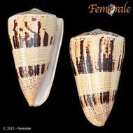 Image of cone snails