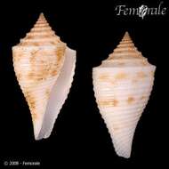 Image of Conasprella Thiele 1929