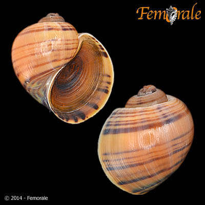 <i>Pomacea lineata</i> Spix 1827 resmi