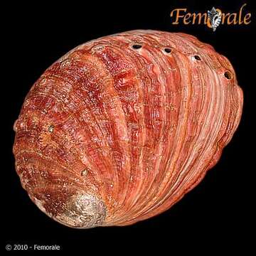 Image of Haliotoidea Rafinesque 1815