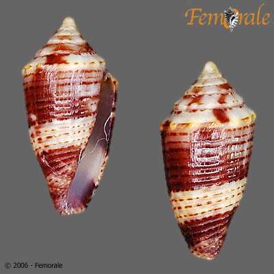 Image of Conasprella Thiele 1929