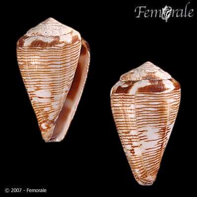 Image de Conus crotchii Reeve 1849