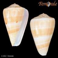 Image of cone snails