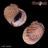 Image of unclassified Gastropoda