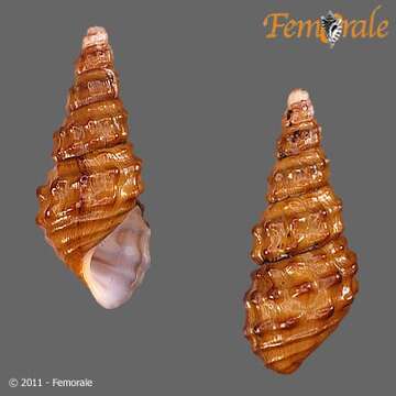 Image of unclassified Gastropoda