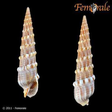 Image of Needle Whelks