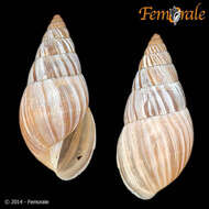 Image of Bulimulus Leach 1814