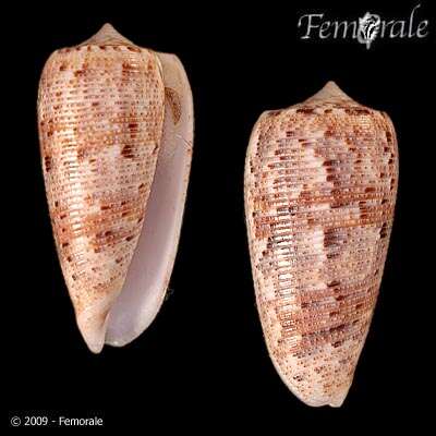 صورة Conus Linnaeus 1758