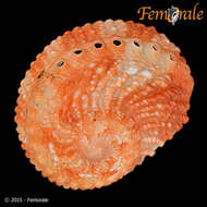 Image of Haliotoidea Rafinesque 1815