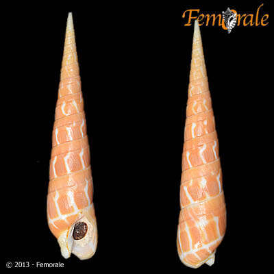 Image of <i>Terebra dimidiata</i> (L. 1758)