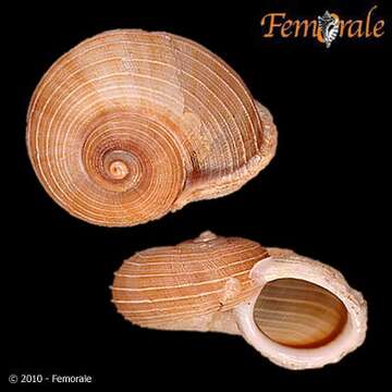 صورة Pomatiidae