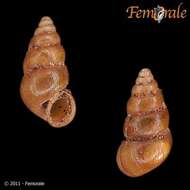 Image of Pomatiopsis Tryon 1862
