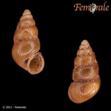 Image of Pomatiopsidae Stimpson 1865