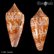 Image of Conus lynceus G. B. Sowerby II 1858