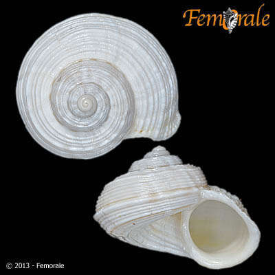 صورة Pomatiidae