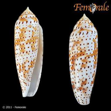 Image of cone snails