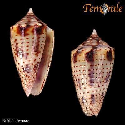 Image of Conasprella Thiele 1929