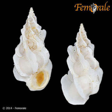 Image of <i>Epitonium statuminatum</i> (Sowerby 1844)