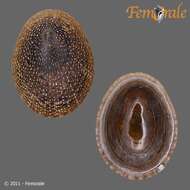 Image of unclassified Gastropoda