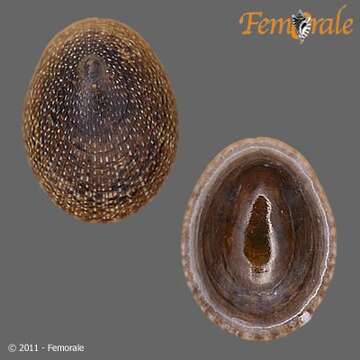 Image of unclassified Gastropoda