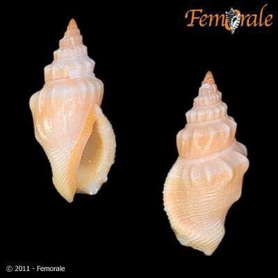 Image of <i>Strombus erythrinus elegans</i> Sowerby 1847