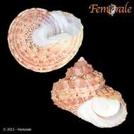 Image of turban snail