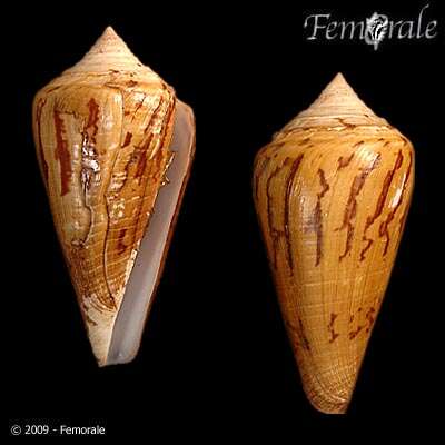 Image of Conus Linnaeus 1758