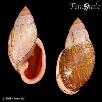 Image of Flax snail