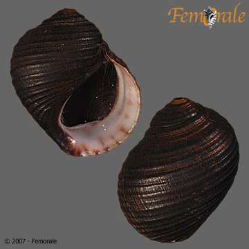 Image of unclassified Gastropoda