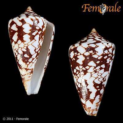 Conus amadis Gmelin 1791的圖片