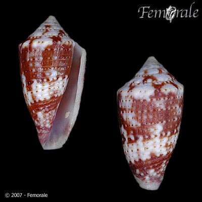 Image of Conasprella Thiele 1929