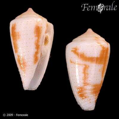 صورة Conus Linnaeus 1758