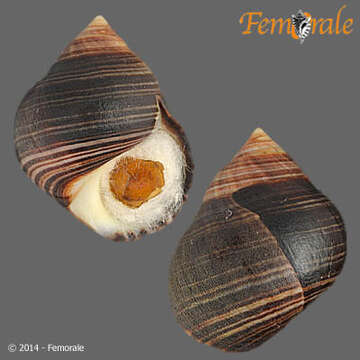 Image of Periwinkle snails