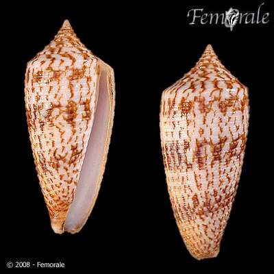 Image de Conus australis Holten 1802