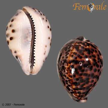 Image of tiger cowrie