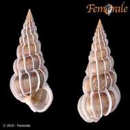 unclassified Gastropoda resmi