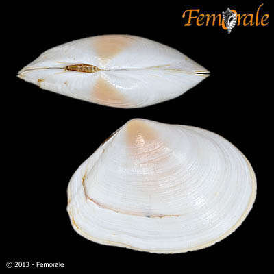 Image of <i>Macoma cumana</i> (Costa OG 1829)