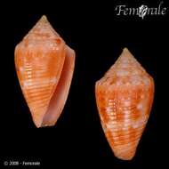 Image of Conasprella damasoi (Cossignani 2007)