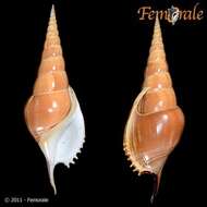 Rostellariidae Gabb 1868 resmi