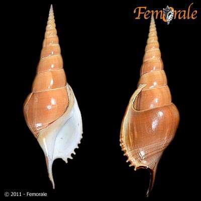 Rostellariidae Gabb 1868 resmi