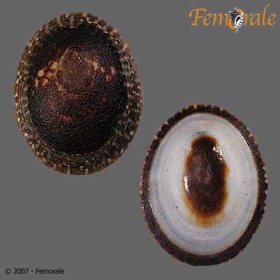 Image of tortoiseshell limpets