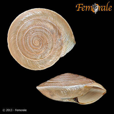 Image of Canariellidae