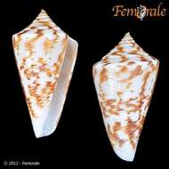 Image of cone snails