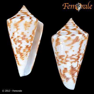 Image of cone snails