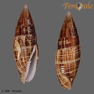 Image of Nebularia Swainson 1840