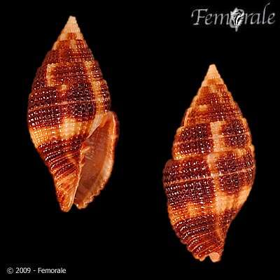 Image de Turbinelloidea Rafinesque 1815