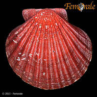 Image of Nodipecten Dall 1898