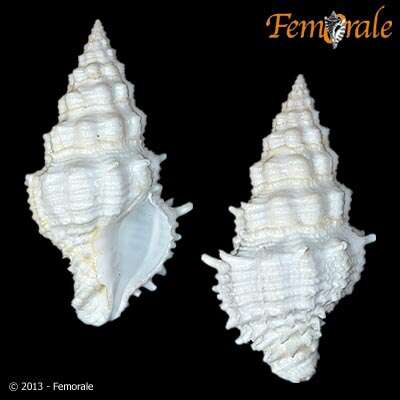 Image of Turbinellidae Swainson 1835