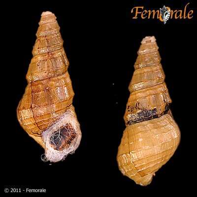 Image of unclassified Gastropoda