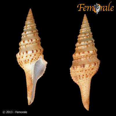 Plancia ëd Turridae H. Adams & A. Adams 1853